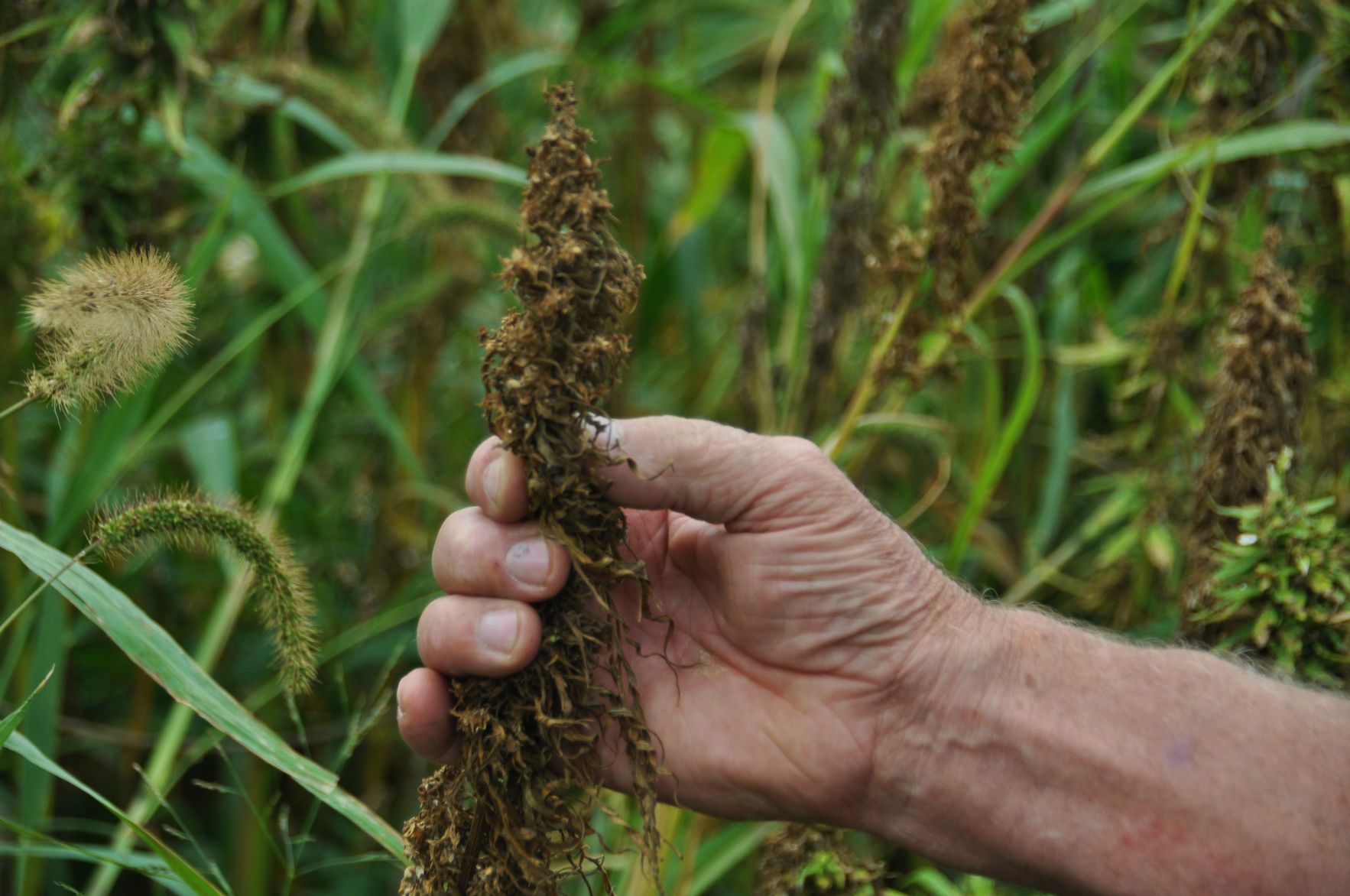 Seed head for industrial hemp